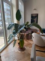 Strelitzia 180cm (met pot), Ophalen, Overige soorten, 150 tot 200 cm