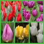 100 tulpenbollen 15 euro, Tuin en Terras, Bloembollen en Zaden, Ophalen of Verzenden, Voorjaar, Volle zon