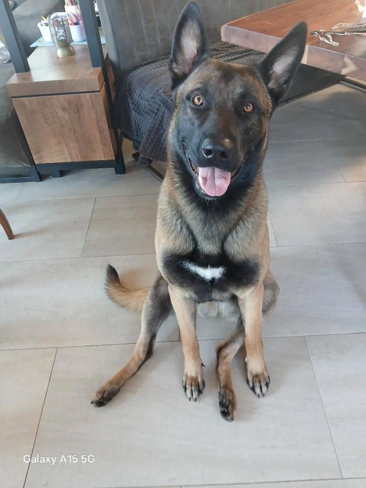 Mechelse Herder zoekt vrouwtje, Dieren en Toebehoren, Honden | Herdershonden en Veedrijvers, Reu, Herder, Particulier, Eén hond