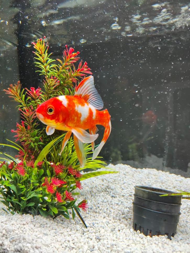 goudvis, Dieren en Toebehoren, Vissen | Aquariumvissen, Zoetwatervis, Vis