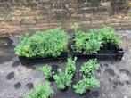 Sedum spectabile, Tuin en Terras, Planten | Tuinplanten, Volle zon, Vaste plant, Herfst, Ophalen