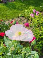 Zaden Papaver wit met roze randje, Verzenden, Volle zon