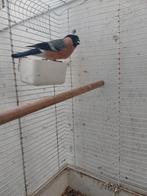 Goudvink man, Dieren en Toebehoren, Vogels | Overige Vogels, Mannelijk, Wildzangvogel