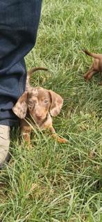 Teckel puppy"s, Dieren en Toebehoren, Honden | Teckels en Dashonden, 8 tot 15 weken, Korthaar, Dwerg, Meerdere