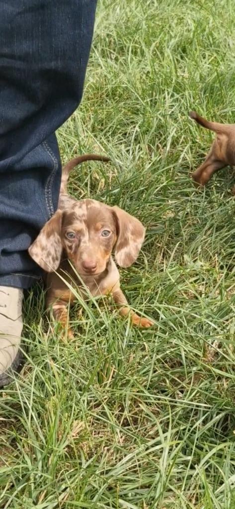 Teckel puppy"s, Dieren en Toebehoren, Honden | Teckels en Dashonden, Meerdere dieren, Korthaar, Dwerg, Particulier, Meerdere, Nederland
