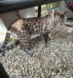 Bengaal poes zoekt nieuw huis, Dieren en Toebehoren, Katten en Kittens | Raskatten | Korthaar, Poes, Ingeënt, 3 tot 5 jaar