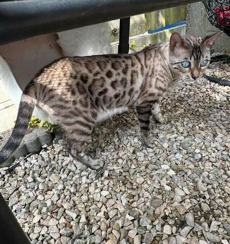 Bengaal poes zoekt nieuw huis, Dieren en Toebehoren, Katten en Kittens | Raskatten | Korthaar, Poes, 3 tot 5 jaar, Ingeënt