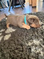 Jack russel puppy’s, Dieren en Toebehoren, Jack Russell Terriër, 8 tot 15 weken, CDV (hondenziekte), Meerdere dieren