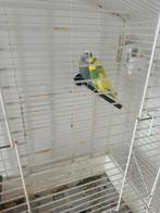 2 parkieten met kooi en bakje voer, Dieren en Toebehoren, Vogels | Parkieten en Papegaaien, Parkiet