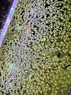 Aquarium drijfplantjes, Dieren en Toebehoren, Vis, Zoetwatervis, Schoolvis