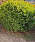 Picea abies nidiformis, vogelnestspar, dwerg cornifeer, Tuin en Terras, Ophalen, Conifeer, 100 tot 250 cm