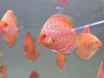 Discusvissen, Dieren en Toebehoren, Vissen | Aquariumvissen, Vis, Zoetwatervis, Schoolvis