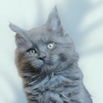 Maine coon kittens met stamboom - kleur: Blue, Dieren en Toebehoren, Meerdere dieren, Gechipt, 0 tot 2 jaar