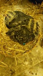 Jonge zwarte postduiven, Meerdere dieren, Postduif