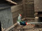 Lady Amherstfazanten, Dieren en Toebehoren, Pluimvee, Meerdere dieren, Overige soorten