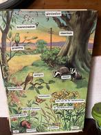 Oude schoolkaart Frederick Warne natuur, Ophalen of Verzenden, Natuur en Biologie