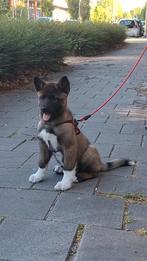 Akita pup 8 maanden, Dieren en Toebehoren, Rabiës (hondsdolheid), 15 weken tot 1 jaar, Overige rassen, Teef