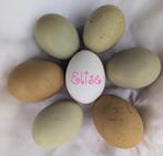 Broedeieren groenleggers kleurleggers eastereggers kippen, Dieren en Toebehoren, Kip