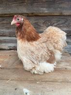 Verschillende kleuren cochin kriel hennen 15-25 weken oud, Dieren en Toebehoren, Pluimvee, Vrouwelijk, Kip