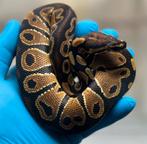 Ballphyton 1.0, Dieren en Toebehoren, Reptielen en Amfibieën