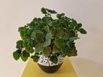 Plectranthus ernstii - met milde kruidengeur, Ophalen, Overige soorten, Minder dan 100 cm