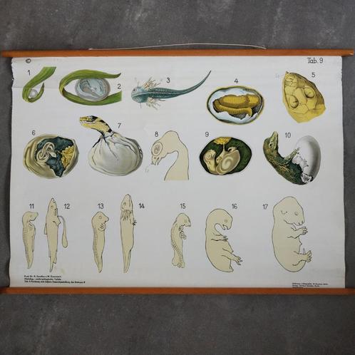 Schoolplaat Celdeling en vorming van het embryo II – 1928, Antiek en Kunst, Antiek | Schoolplaten, Natuur en Biologie, Ophalen of Verzenden