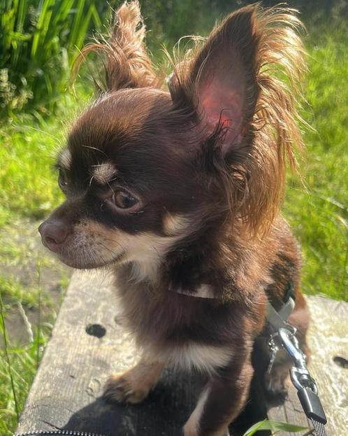Hondenoppas kleine honden, Diensten en Vakmensen, Dieren | Honden | Verzorging, Oppas en Les, Particuliere oppas