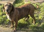 Hazel een lief bescheiden meisje, Dieren en Toebehoren, Honden | Niet-rashonden, Particulier, Rabiës (hondsdolheid), Buitenland