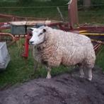 Schapenwol diverse soorten, Dieren en Toebehoren, Vrouwelijk, Schaap