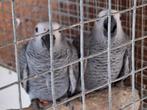 2 jonge pagaaien van eind mei tekoop, Dieren en Toebehoren, Vogels | Parkieten en Papegaaien, Geslacht onbekend, Papegaai, Geringd