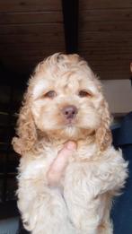 🥰We hebben hele bijzondere kleurtjes Labradoodle 🥰, Dieren en Toebehoren, Honden | Retrievers, Spaniëls en Waterhonden, Rabiës (hondsdolheid)