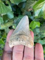 Megalodon haaientand, fossiel, Indonesië 4, Verzamelen, Mineralen en Fossielen, Ophalen of Verzenden, Fossiel