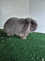 Blauwe nhd ram te koop, Dieren en Toebehoren, Mannelijk, Dwerg, Hangoor