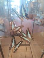 Vlinders in vitrine