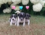 Prachtige jack russel pups, Dieren en Toebehoren, Honden | Jack Russells en Terriërs, Jack Russell Terriër, 8 tot 15 weken, Meerdere