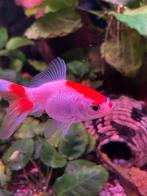 2 sluierstaart visjes, Vis