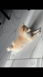 Kleine Witten kees hond 8 maanden oud, Dieren en Toebehoren, 15 weken tot 1 jaar, Teef, Eén hond, Nederland