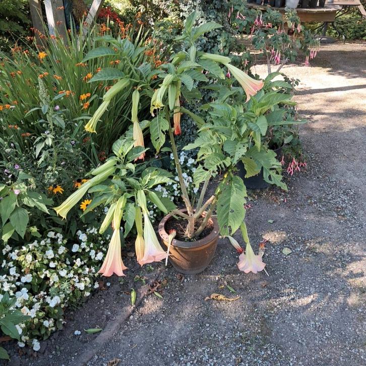 brugmansia, Tuin en Terras, Planten | Tuinplanten, Vaste plant, Overige soorten, Volle zon, Zomer, Ophalen