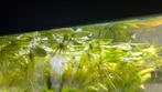 Drijfplant frogbit 2stuks 3 euro  1 stuk 1,50€ groeit snel!, Vis