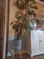 Vioolbladplant (tabaksplant), Ophalen, Ficus, Halfschaduw, In pot