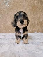 Ruwhaar dwerg teckel pups, Dieren en Toebehoren, Honden | Teckels en Dashonden, Nederland, Reu, CDV (hondenziekte), 8 tot 15 weken