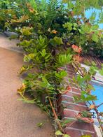 Blauwe regen, Ophalen, Volle zon, Overige soorten