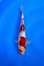 HQ Jumbo Tosai van Izumiya | Koikarpers  | Tosai vissen, Karper of Koi