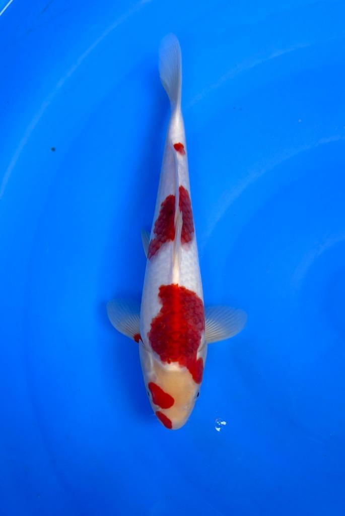 HQ Jumbo Tosai van Izumiya | Koikarpers  | Tosai vissen, Dieren en Toebehoren, Vissen | Vijvervissen, Karper of Koi