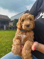 Australian labradoodle puppy te koop nog 1 reutje over, Dieren en Toebehoren, Honden | Retrievers, Spaniëls en Waterhonden, Overige rassen