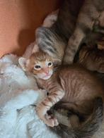 Oosterse korthaar kittens, Dieren en Toebehoren, Meerdere dieren, Ontwormd