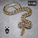 0.1 half dwerg tijgerpython Het Green nk24, Slang, Tam, 0 tot 2 jaar
