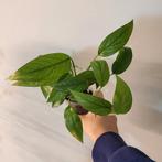 Epipremnum cebu blue, Ophalen of Verzenden, Volle zon, Minder dan 100 cm