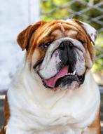 Engelse bulldog  teefje, Dieren en Toebehoren, Particulier, Rabiës (hondsdolheid), 15 weken tot 1 jaar, Buitenland