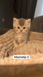 Schattige Brits korthaar kitrens te koop, Dieren en Toebehoren, Katten en Kittens | Raskatten | Langhaar